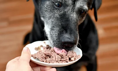 Cachorro é Carnívoro?