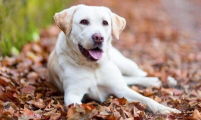 Cachorro Labrador