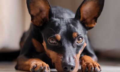 Cachorro Pinscher: Pequeno e Corajoso!