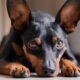 Cachorro Pinscher: Pequeno e Corajoso!