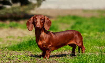 Cachorro Salsicha: Alegria em Quatro Patas