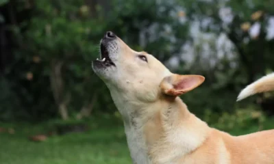 Porque Cachorro Uiva